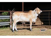 Lot 05 - MISS RL MAGGIE MAY 102