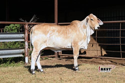 Lot 05 - MISS RL MAGGIE MAY 102