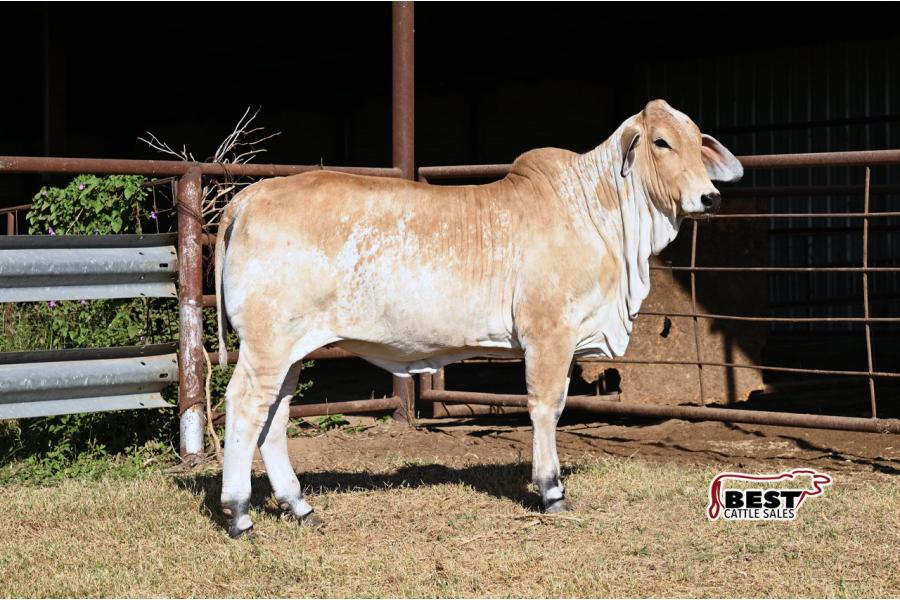 Lot 05 - MISS RL MAGGIE MAY 102