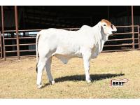 Lot 04 - MISS RL JOJO 108