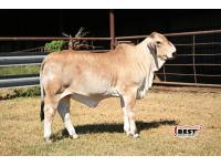 Lot 06 - MISS RL JENNY 110 (P)