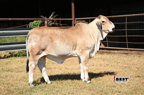 Lot 06 - MISS RL JENNY 110 (P)