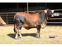 Lot 09 - MISS RL BROWNIE 106 (P)