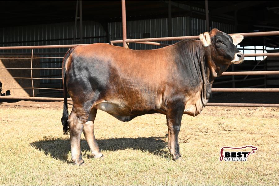 Lot 09 - MISS RL BROWNIE 106 (P)