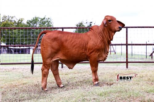 LOT 02 - MISS HC LOLA 217/4