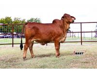 LOT 04 - MISS HC RAYNA 220/4