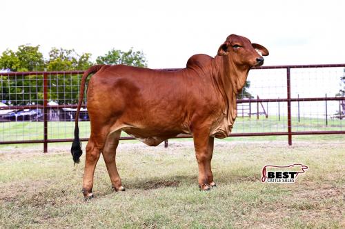 LOT 04 - MISS HC RAYNA 220/4