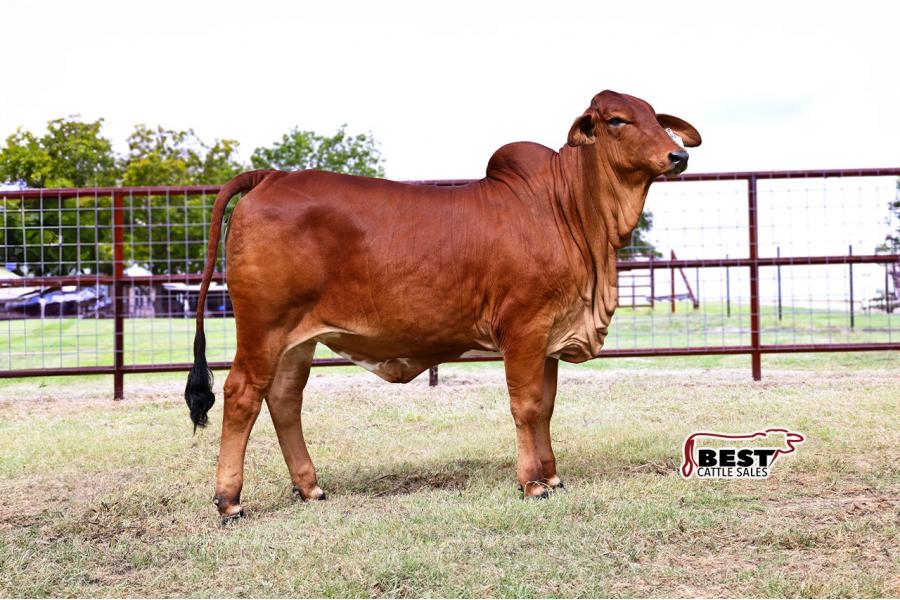 LOT 04 - MISS HC RAYNA 220/4