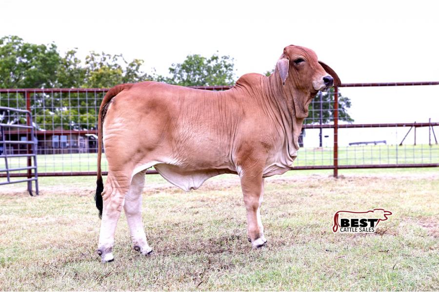 LOT 03 - MISS HC CORELLA 222/4