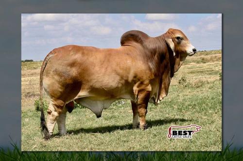 LOTE 03 - LMC LN POLLED PAPPO 136/6 (P)