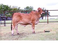 LOT 05 - MISS HC MILLIE 224/4