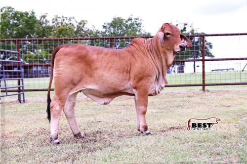 LOT 05 - MISS HC MILLIE 224/4