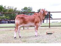 LOT 06 - MISS HC RYLEE 233/4