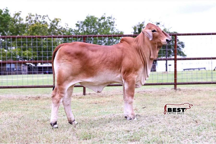 LOT 06 - MISS HC RYLEE 233/4