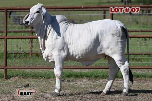 LOT 07 - BUTLER POLLED BECTON 132 (S)