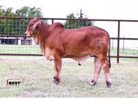 LOT 08 - MR HC JAXEN 225/4