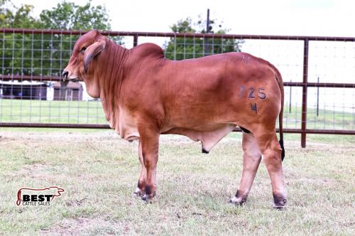 LOT 08 - MR HC JAXEN 225/4