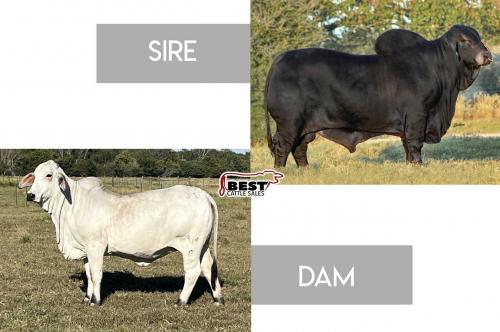 LOT 12 - MR. MCC POLLED SMOKE 14/9 (P) X MISS JS/CLF POLLED ASPEN 919/0 - EMBRYO PACKAGE
