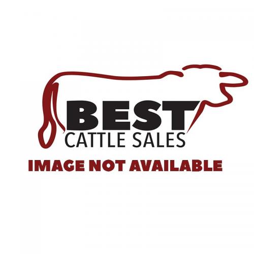LOT 14 - NC POLLED DEETS 250 (P)