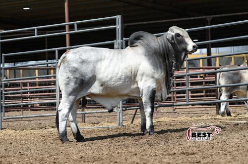 LOT 17 - TS MR TOJO GALVAN 379