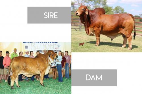 LOT 21 - +MR WCC MAXIMUS ROJO 82/4 x MS CHAPARRAL 172 “DOTTIE” - FEMALE SEXED PREGNANT RECIP