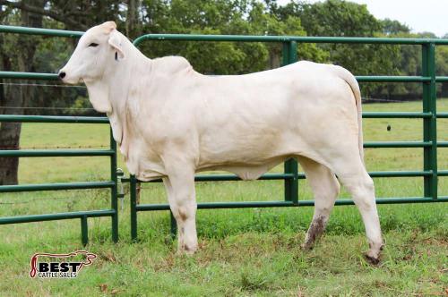 LOT 15 - 2DP LADY GEORGIA BALO 9