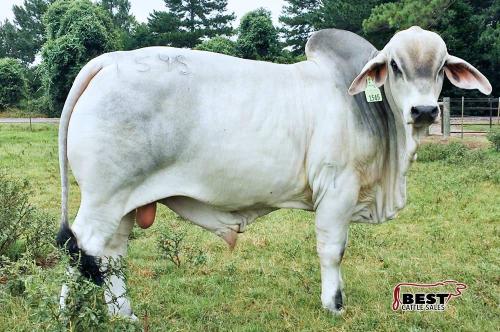 LOT 25 - JTB POLLED PAPPY 1298-1545-7 (P) - DONATION LOT