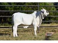 LOT 05 - SCHULTES MISS ROSEMARY 440/4