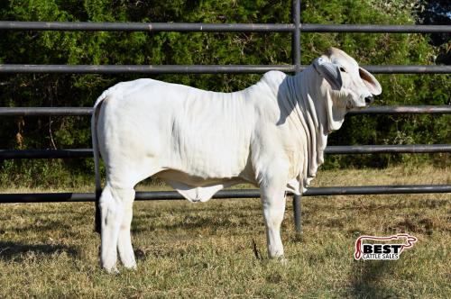 LOT 05 - SCHULTES MISS ROSEMARY 440/4