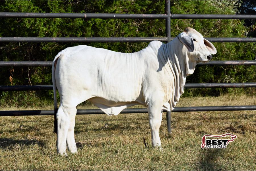 LOT 05 - SCHULTES MISS ROSEMARY 440/4