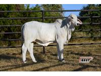 LOT 07 - SCHULTES MISS SAGE 425/3 (P)