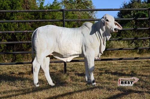 LOT 07 - SCHULTES MISS SAGE 425/3 (P)