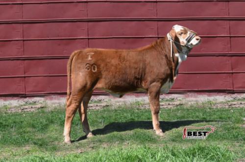 LOT 01 - X MS 4-T MARY LOU 80