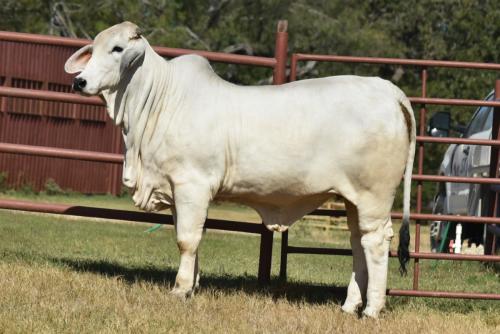 LOT  19 - MISS CK 74/3