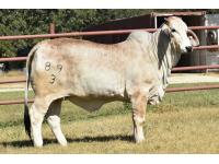 LOT  18 - MISS CK 89/3