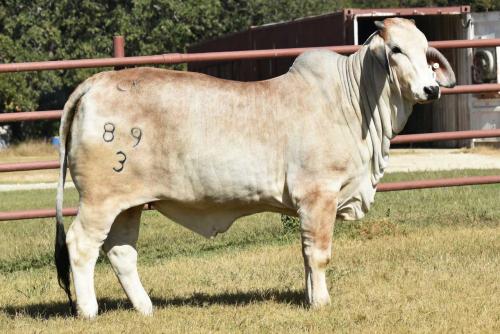 LOT  18 - MISS CK 89/3