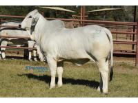 LOT  14 - MISS J&M EVELINA 640/3