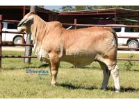 LOT  06 - MISS J&M RACHAEL 665/3