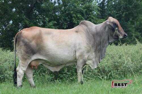 LOT 22 - MISS RED V8 575/7 - IVF FLUSH