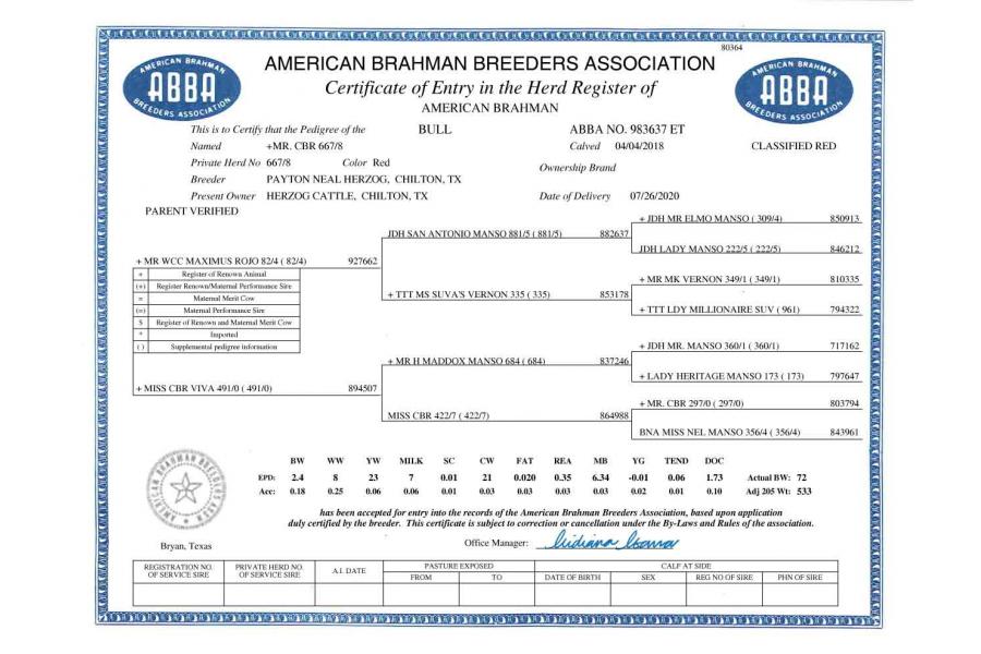 LOT 09 - MR CBR 667/8 CUTTER x HK MS DIXIE ROSE 370 -3 REVERSE SORTED HEIFER EMBRYOS