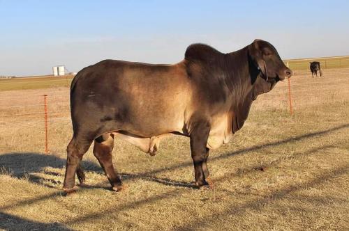 LOT 49 - MR. LE POLLED SUBZERO 36 (PP) - 5 CONVENTIONAL SEMEN STRAWS