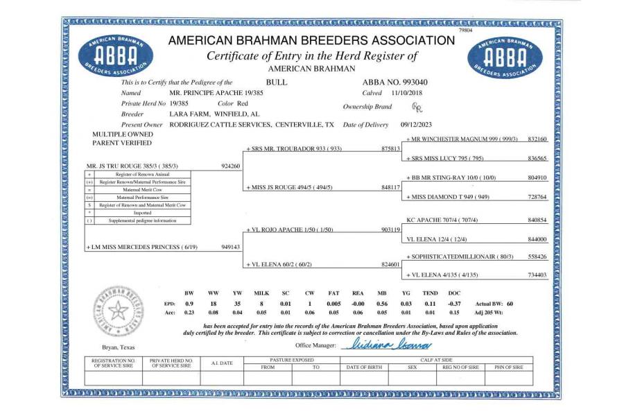 LOT 10 - MR PRINCIPE APACHE 19/385 x HK MISS GAROTA VISA 996 - 3 CONVENTIONAL EMBRYOS