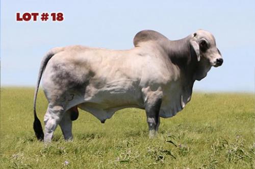 LOT 18 - MR. V8 733/7 (P)