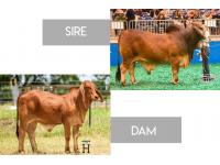 LOT 22 - CT MR ELMEAUX TOO 2/7 x MISS HC JADE 142/0 - SEXED EMBRYO PACKAGE