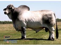 LOT  21A - + MR H MADDOX MANSO 684 - 2 STRAWS CONVENTIONAL SEMEN