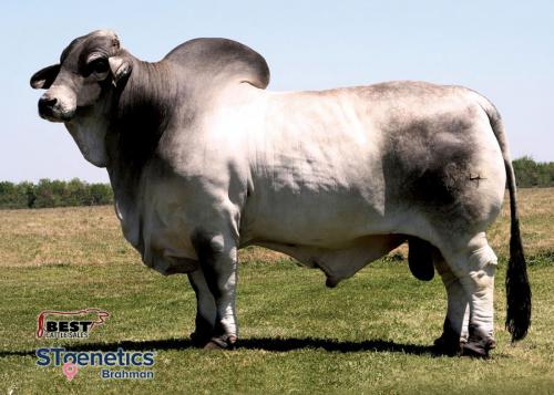 LOT  21A - + MR H MADDOX MANSO 684 - 2 STRAWS CONVENTIONAL SEMEN