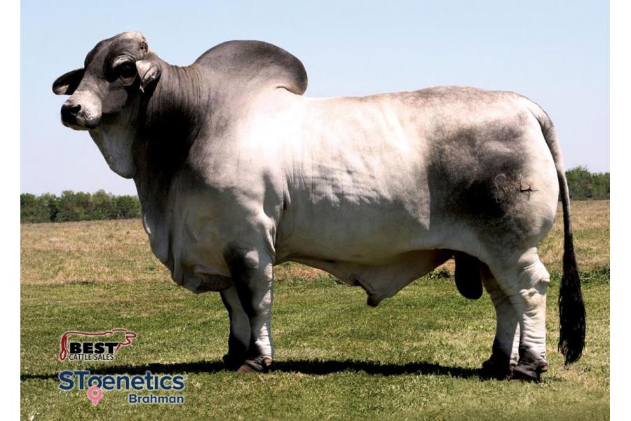 LOT  21A - + MR H MADDOX MANSO 684 - 2 STRAWS CONVENTIONAL SEMEN