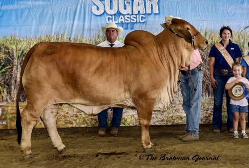 LOT 06 - LMC LN POLLED PAPPO 136/6 (P) X CT MS ANNA RHINEAUX 8/7 EMBRYO PACKAGE