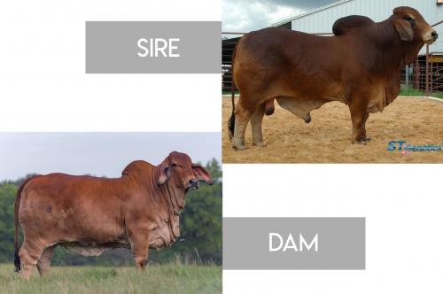 LOT 19 - MISS MOONSHINE MILONGA 128/1 x +TJF MR. SMOKIN GUN 109/7 - FEMALE SEXED PREGNANT RECIP