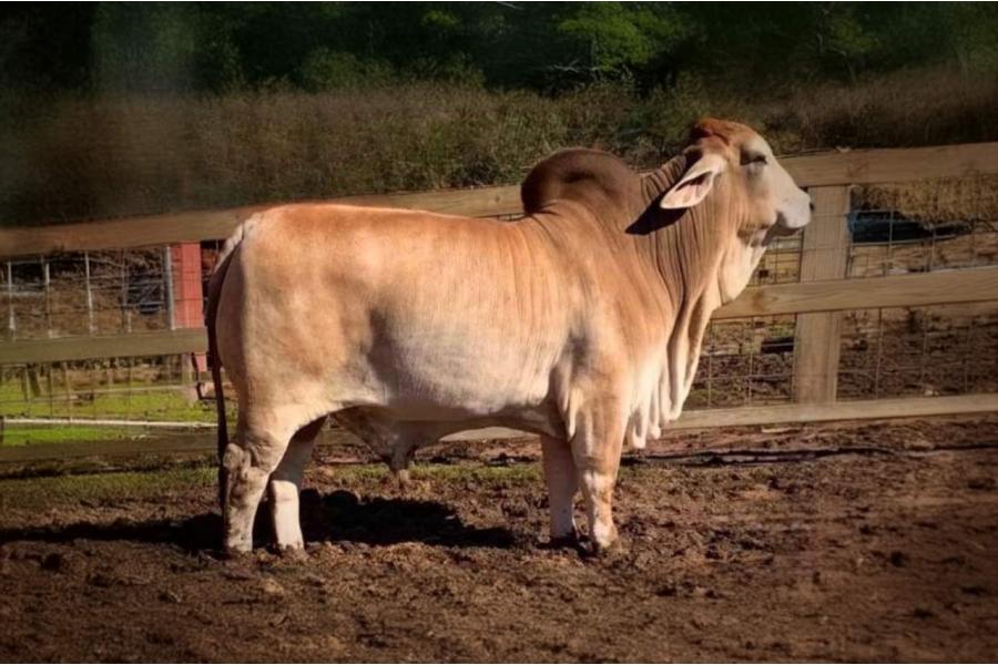 LOT 30 - MR. V8 22/8 - 10 CONVENTIONAL SEMEN STRAWS